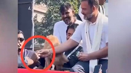 कुत्ते ने नहीं खाया तो राहुल गांधी ने वही बिस्किट कार्यकर्ता को दिया,Video पर जमकर हो रहा है विवाद