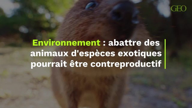 Abattre des animaux d'espèces exotiques pourrait être contreproductif pour l'environnement, selon une nouvelle étude