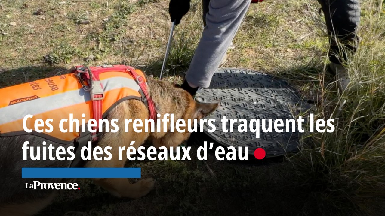 Des chiens renifleurs traquent les fuites des r...