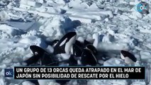Un grupo de 13 orcas queda atrapado en el mar de Japón sin posibilidad de rescate por el hielo