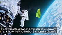 Lettuce Grown In Space Could Actually Be Dangerous for Astronauts to Eat