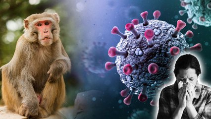 Monkey Fever లక్షణాలు.. కోతి జ్వరం వ్యాధిని నివారించడం ఎలా..?  | Telugu Oneindia