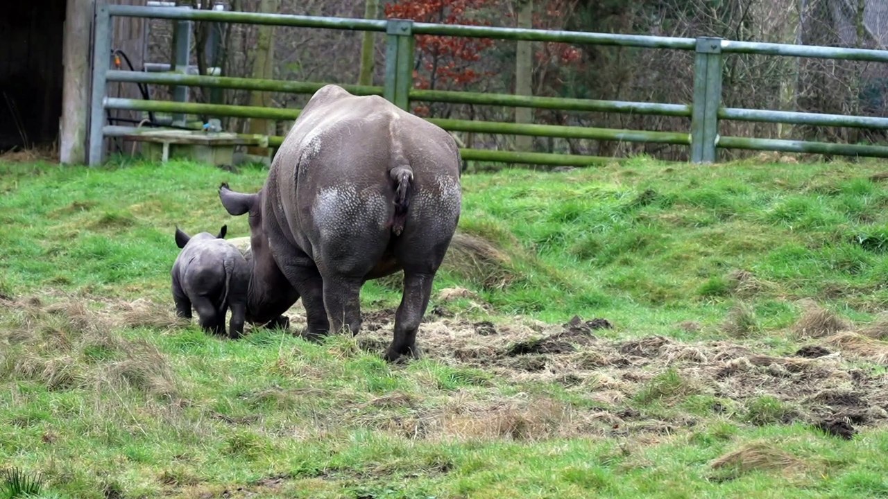 Yorkshire Wildlife Park is celebrating the first birth of a critically endangered Black Rhino