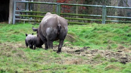 Yorkshire Wildlife Park is celebrating the first birth of a critically endangered Black Rhino