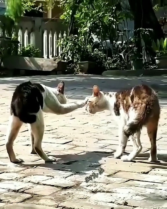 CUTE ANIMAL