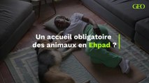 Les Ephad vont ils être obligés d'accepter les animaux de compagnie ?