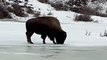 Bison slips and slides on frozen creek at Yellowstone National Park ❄️