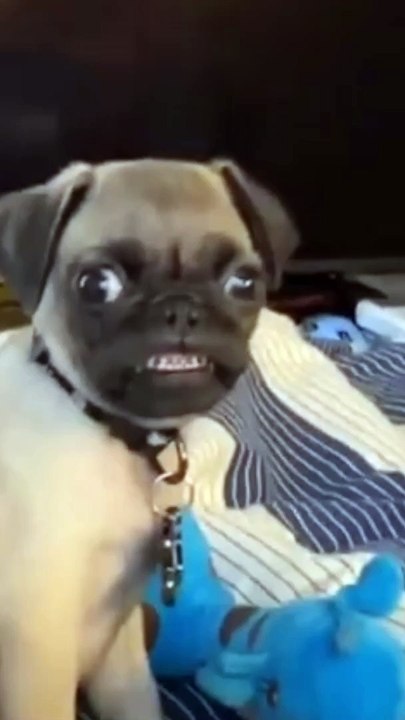 Ultimate Try Not to Laugh Challenge: Hilarious Dogs Edition!   #Funny  #Dog #Shorts