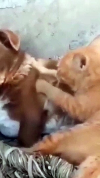 The Ultimate Cat Comedy Compilation  #Cat #Funny #Shorts