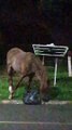 Umuarama: cavalos soltos em terreno provocam transtornos para moradores do Jardim Thereza