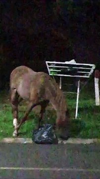 Umuarama: cavalos soltos em terreno provocam transtornos para moradores do Jardim Thereza