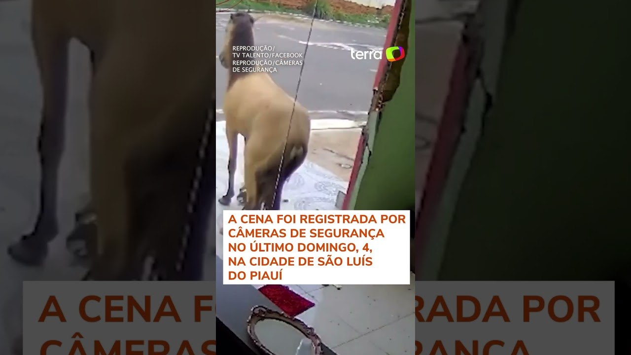 Cavalo quebra porta de consultório odontológico a coices no Piauí #shorts