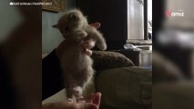 Sauvé par un chien, ce chaton paralysé bouge ses pattes pour la 1ère fois (Vidéo)