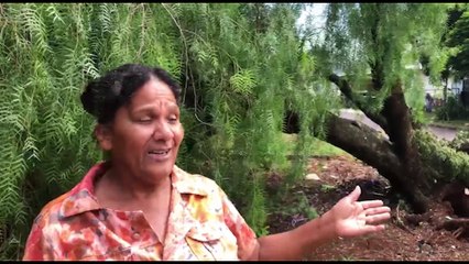 Árvore que cedeu durante temporal pode destruir casa e dona fica desesperada sem respostas da Prefeitura