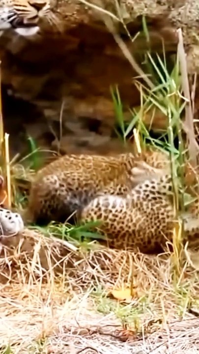 baby leopard fighting #animals #leopard #babyleopard #viral