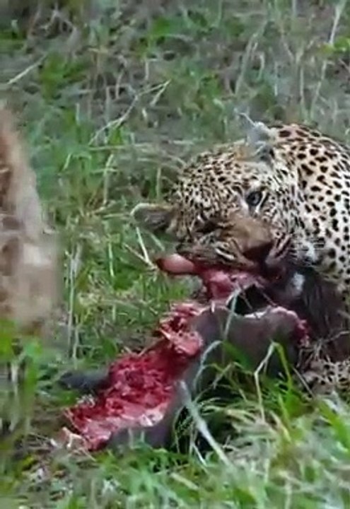 Leopard And Hyena Share Feast
