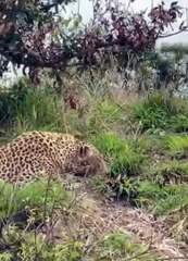 Leopard Ambushes Warthog