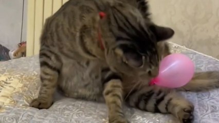 Paws meet air: Cat's quizzical quest with a balloon companion