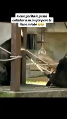 Correle gordo correle