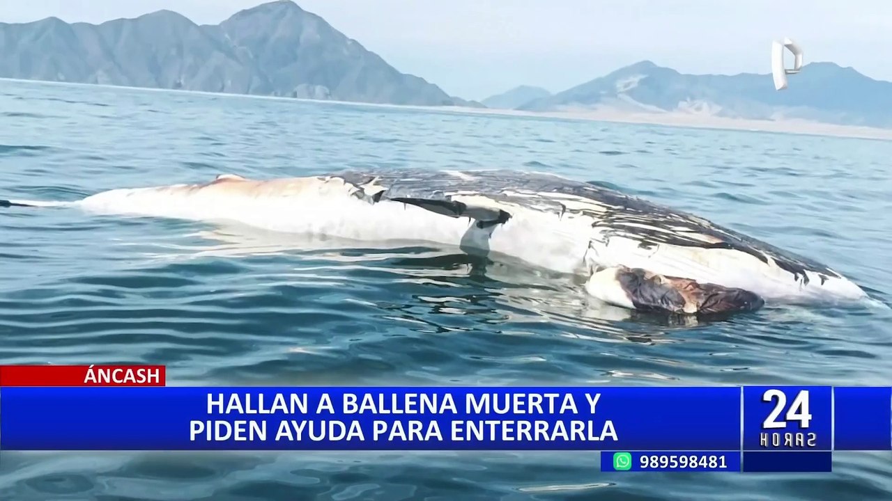 Áncash: hallan ballena muerta y piden ayuda para enterrarla