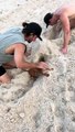 Miniature Dachshund Digs a Tunnel on the Beach
