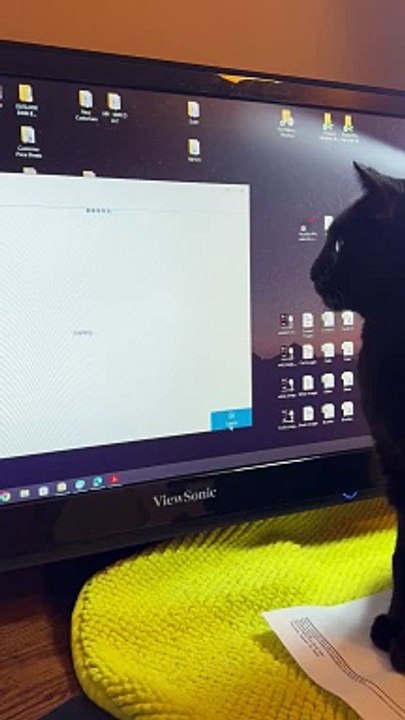 Black Cat Obsessed With Dots on Screen
