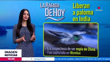 Liberan a paloma detenida en India