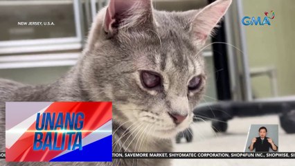 "Neuter your ex" campaign: Mga pusang gala, puwedeng ipangalan sa iyong ex bago kapunin | UB