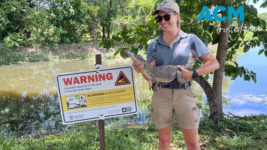 A small crocodile was retrieved from Palm Creek in Ingham, Queensland after it was discovered feasting on sandwiches and becoming too friendly with visitors. Video via AAP.