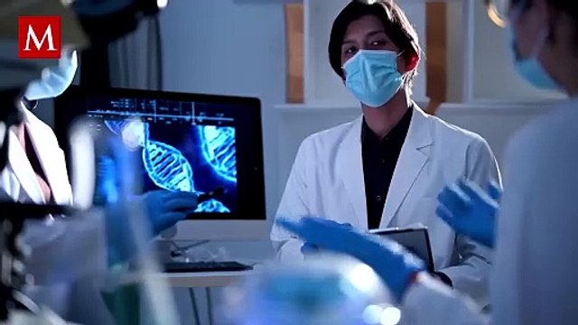 Médicos japonés preparan el primer transplante de riñón de cerdo a bebé nonato