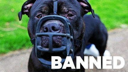 New UK breed ban is pitting dog lovers against each other
