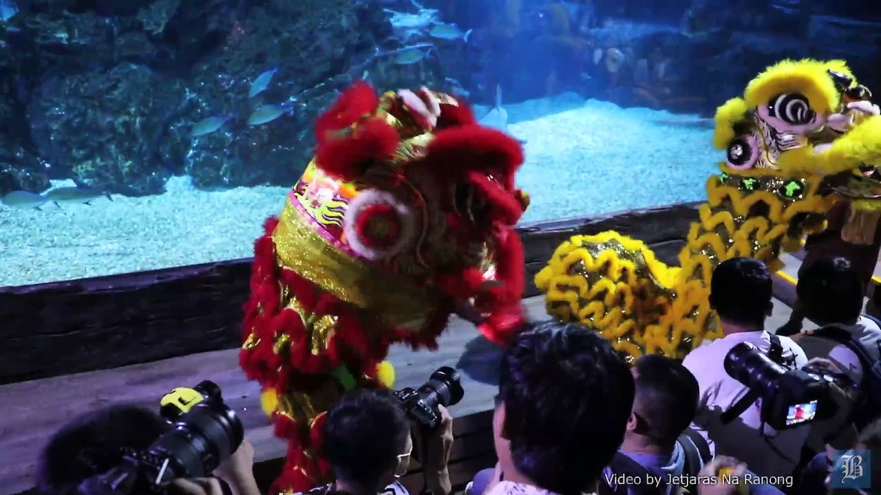 Diving with dragons