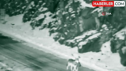 Gümüşhane'de aç kalan kurtlar sokak köpeğini avladı