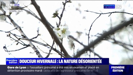 下载视频: Des bourgeons et des fleurs en février: quand la nature est désorientée à cause de la douceur hivernale