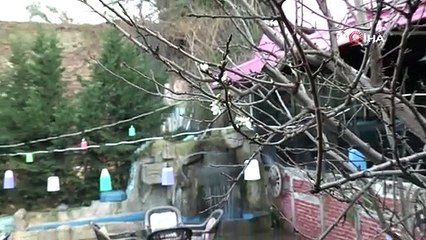 Şubatta güneşi gören erik ağacı çiçek açtı