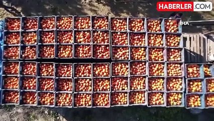 Adana'da 'kan portakalı' hasadı