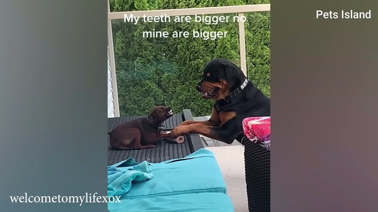 Sometimes my DOG FORGETS he is a dog 