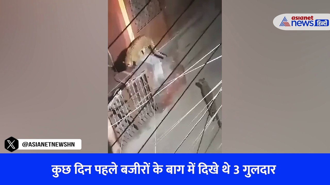 श्रीनगर गढ़वाल में बस्तियों में घूम रहे बाघ/गुलदार
