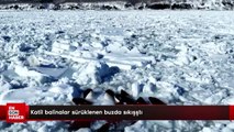 Katil balinalar sürüklenen buzda sıkıştı