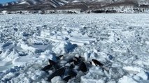 Video shows pod of 10 orcas trapped by sea ice in Japan