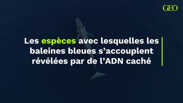 De l'ADN caché trouvé chez les baleines bleues révèle qu'elles s'accouplent avec d'autres espèces et leur progéniture hybride