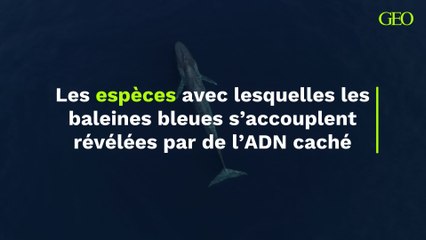De l'ADN caché trouvé chez les baleines bleues révèle qu'elles s'accouplent avec d'autres espèces et leur progéniture hybride