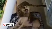 Schlafender Hund konnte nur mit Glück einem Leoparden entkommen