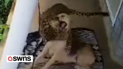 Schlafender Hund konnte nur mit Glück einem Leoparden entkommen