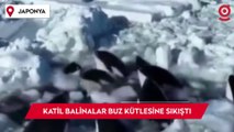 Japonya'da katil balinalar buz kütlesine sıkıştı