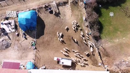 Uşaklı girişimci, devlet desteğiyle küçükbaş besihanesi kurdu