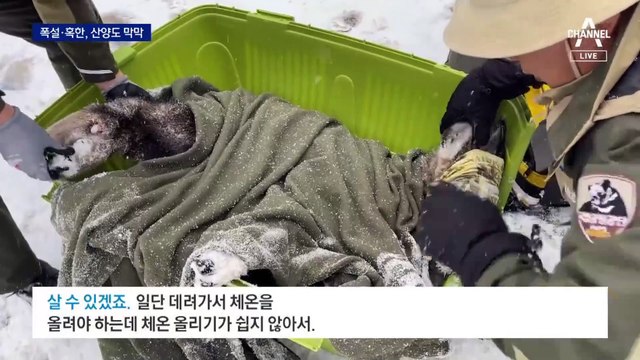 폭설·강추위에…‘멸종위기’ 산양도 수난