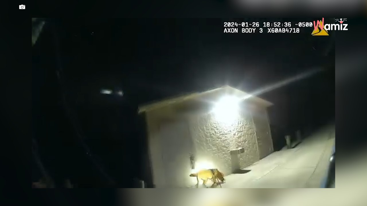 La police reçoit une alerte pour une disparition : il a un atout en plus pour réussir sa mission (vidéo)