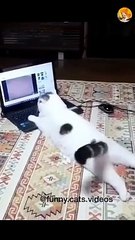cute watching videos on laptop| cute cat