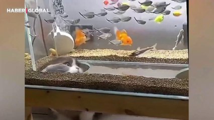 Kedisi için balık gözetleme alan yaptı, ortaya çıkan manzara güldürdü 'Çıldırdı'